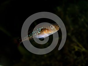 Two-spotted goby, Gobiusculus flavescens. Orkney, Scotland