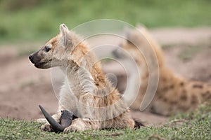 Two spotted hyena cubs