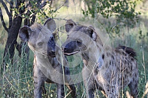 Two spotted hyena cubs