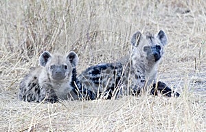 Two Spotted Hyenas