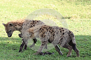 Two spotted hyenas fighting in the frican savannah.