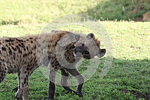 Two spotted hyenas fighting in the frican savannah.