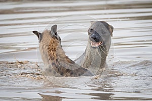 Two spotted hyenas playing in deep water.