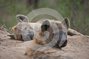 Two spotted hyenas resting at the entrance to their den.