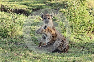 Two spotted hyenas sitting in the african savannah.