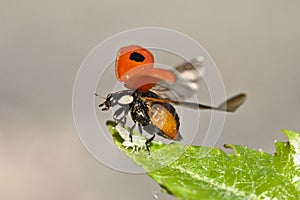 Two-Spotted Lady Beetle