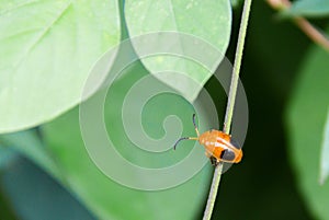 Two-spotted ladybird Adalia bipunctata