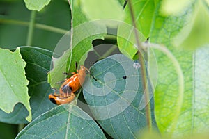 Two-spotted ladybird Adalia bipunctata are mating.