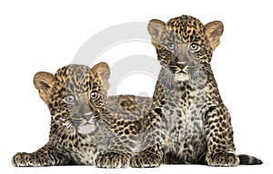 Two Spotted Leopard cubs lying down and sitting