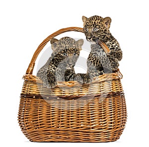 Two Spotted Leopard cubs in wicker basket