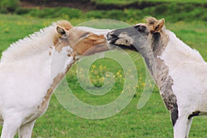Two spotted little foals kissing