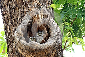 Two Spotted owlets