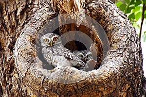 Two Spotted owlets