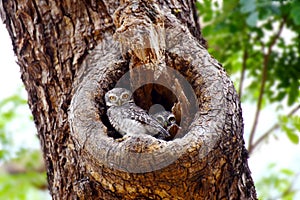 Two Spotted owlets