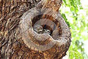 Two Spotted owlets