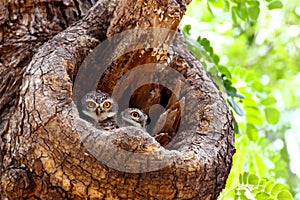 Two Spotted owlets