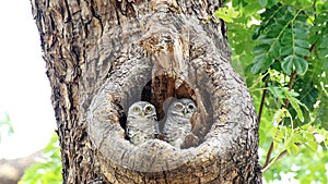Two Spotted owlets