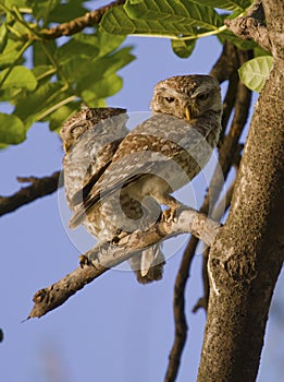 Two Spotted Owlets