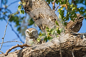 Two Spotted Owlets