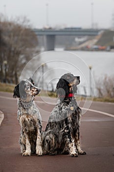 Two spotted setters dogs sit on the waterfront