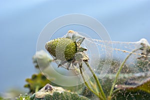 Two spotted spider mite webbing photo