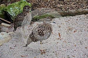 Two spotted thick-knees in the sand