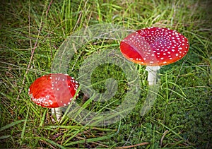 Two spotted toadstools on grass and moss