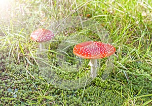 Two spotted toadstools on grass and moss