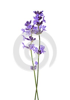 Two sprigs of lavender isolated on white background