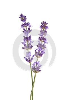 Two sprigs  of lavender isolated on white background photo