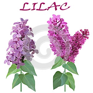 Two sprigs of lilac on stems with leaves isolated on white background