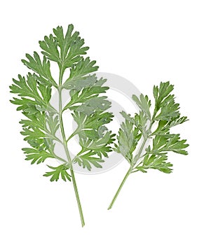 Two sprigs of medicinal wormwood isolated on white background, top view. Sagebrush sprig. Artemisia. Absinthe wormwood