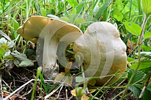 Two spring Calocybe gambosa or St.George`s Mushrooms