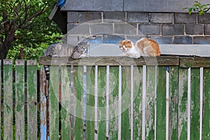 Two spring cats on wooden fence