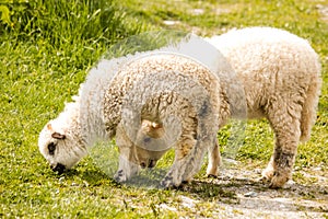 Two spring lambs grazing