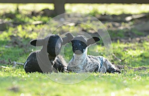 Two spring lambs lazing in the sun at Edale in Yorkshire photo