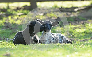 Two spring lambs lazing in the sun at Edale in Yorkshire photo