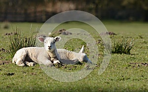 Two spring lambs lazing in the sun at Edale in Yorkshire photo