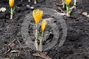 two spring yellow crocuses flowers in spring on sunny meadow