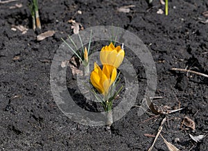 two spring yellow crocuses flowers in spring on sunny meadow