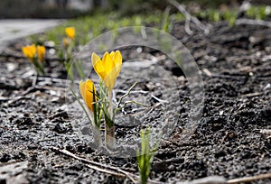 two spring yellow crocuses flowers in spring on sunny meadow