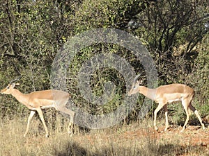 Two Springbok antelopes walking on dry grass past a wall of dull green bushes in a bushveld in South Africa
