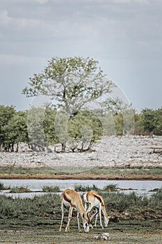 Two Springbok graze on fresh grass  next to a water hole in Etosha national park, Namibia