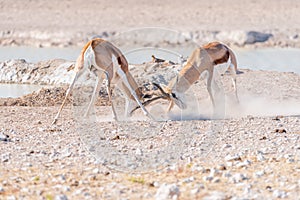 Two springbok rams fighting
