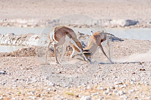 Two springbok rams fighting