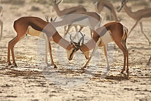 Two springboks Antidorcas marsupialis males fighting in in dry Kalahari sand