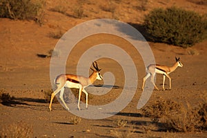 Two springboks Antidorcas marsupialis males walking in in dry Kalahari sand