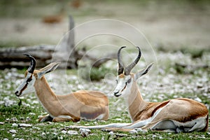 Two Springboks laying in the grass.