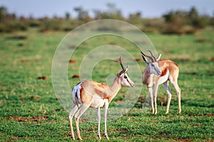 Two Springboks standing in the grass.