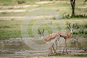 Two Springboks starring at the camera.